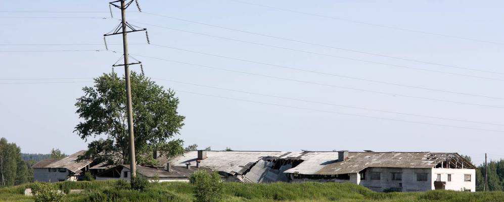 
            Фотография Осоково