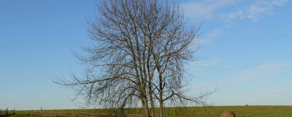 Фотография Мажи