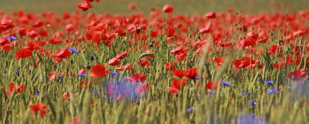 
            Фотография Вокулера