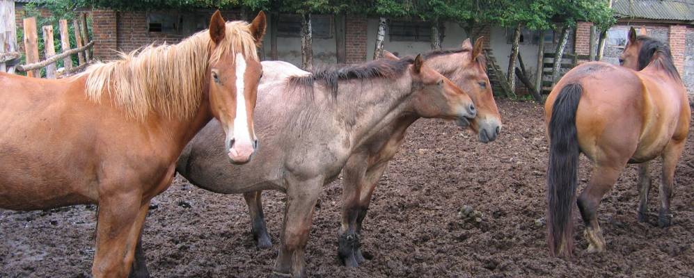 Фотография Камени