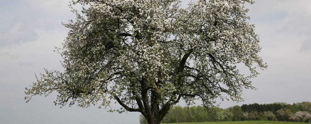 
            Фотография Амрисвиль