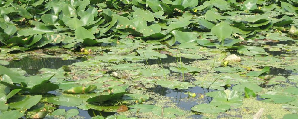 Фотография Маручака