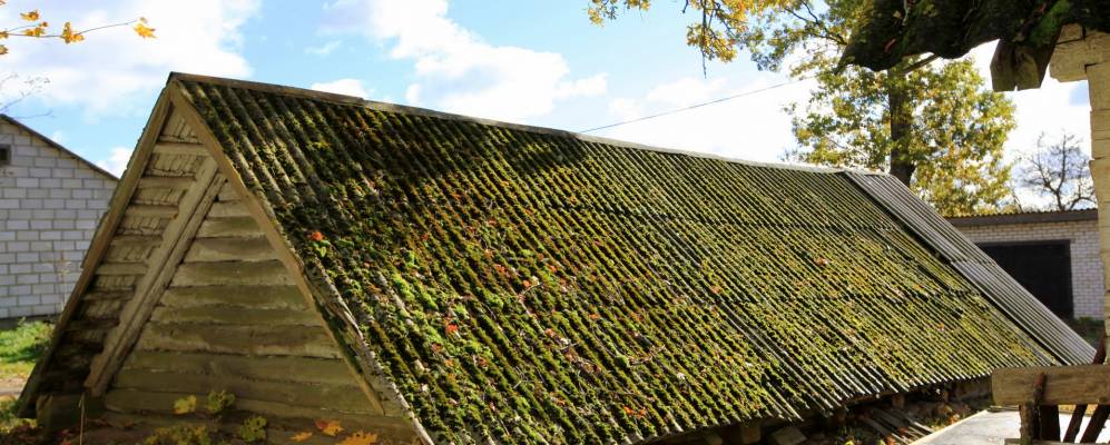 
            Фотография Подгая