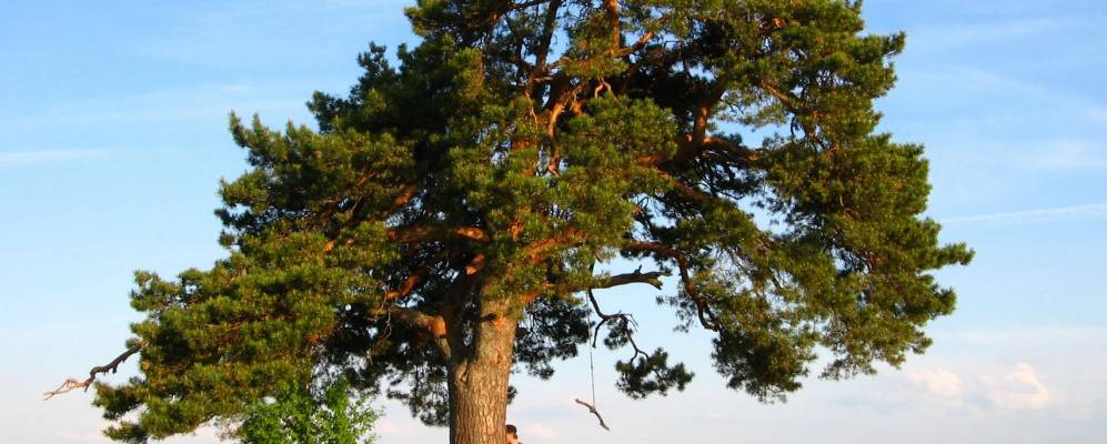 Фотография Осиновца