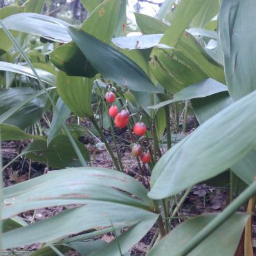 Даниловичи