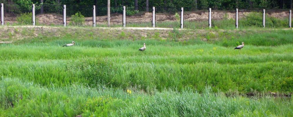 
            Фотография Рудни