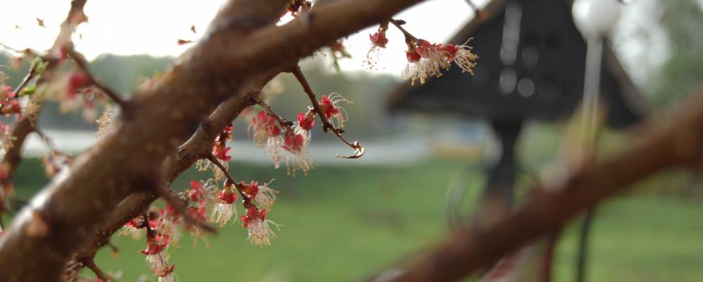 
            Фотография Зеленой Дибровой