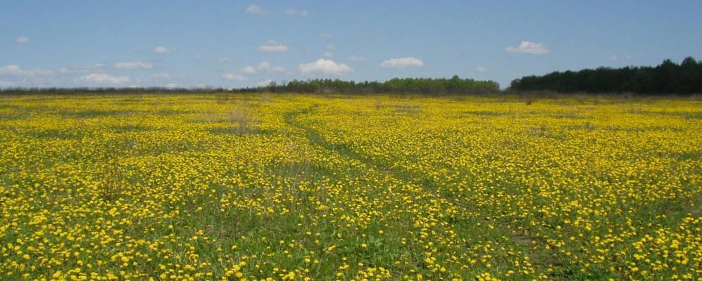 
            Фотография Скобелево