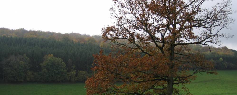 
            Фотография Балаив-Э-Бюса