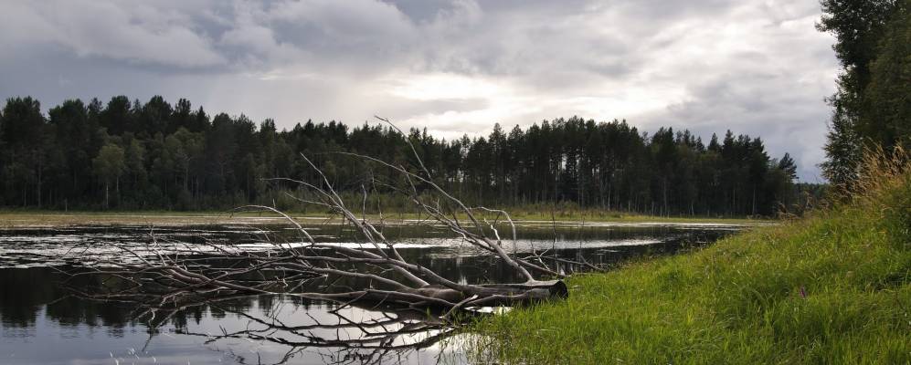 
            Фотография Медведево