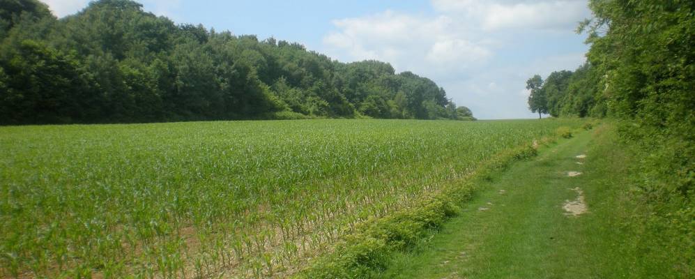 
            Фотография Фиц-Жама