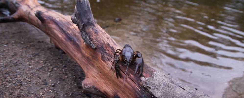 
            Фотография Никулкино-1