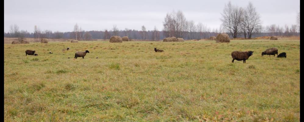 
            Фотография Крапивки