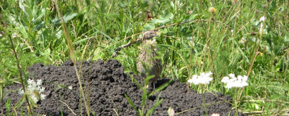 
            Фотография Новоселицы