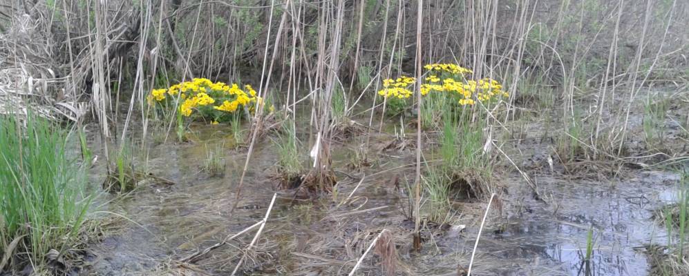 
            Фотография Стриганца