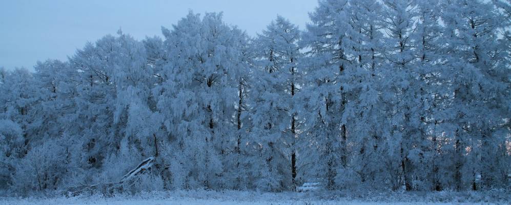 
            Фотография Хвощевского