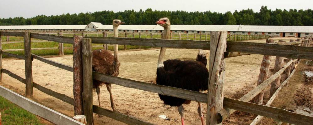 Фотография Берёзы Костинской