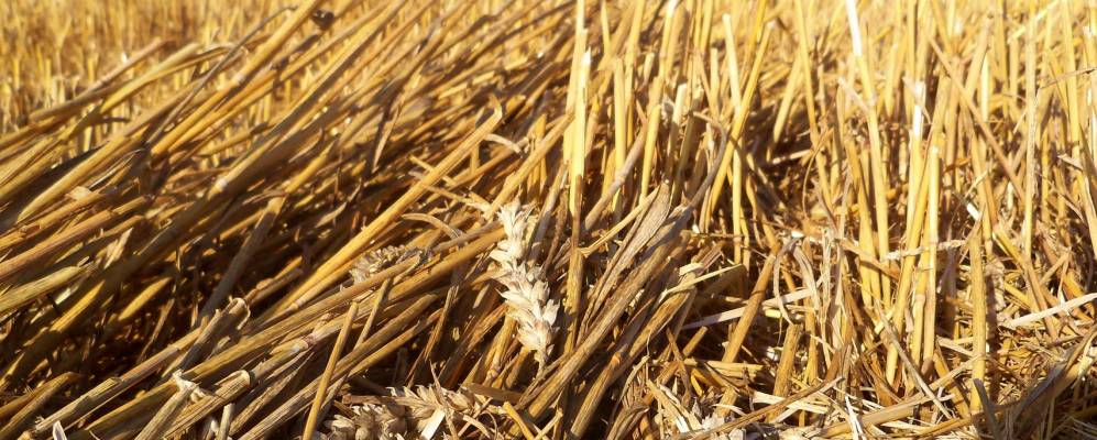 
            Фотография Прона