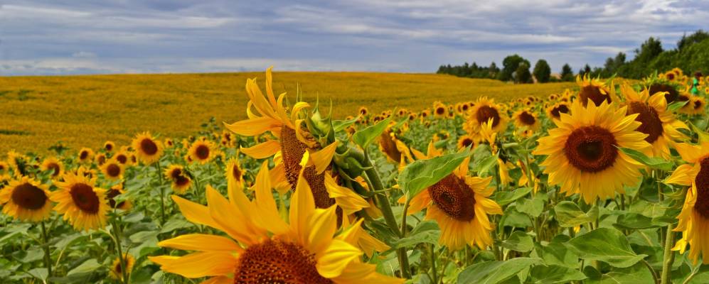 
            Фотография Олиева-Королевки