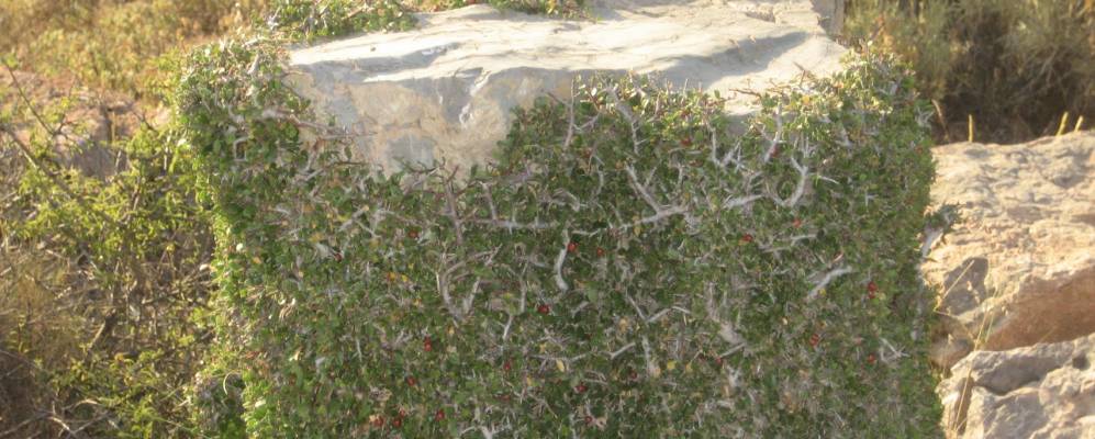 
            Фотография Fondón