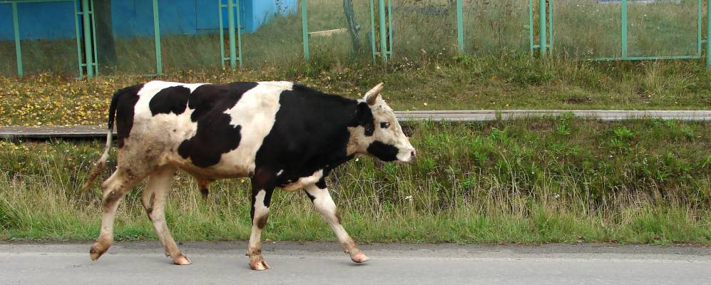 
            Фотография Рагозина