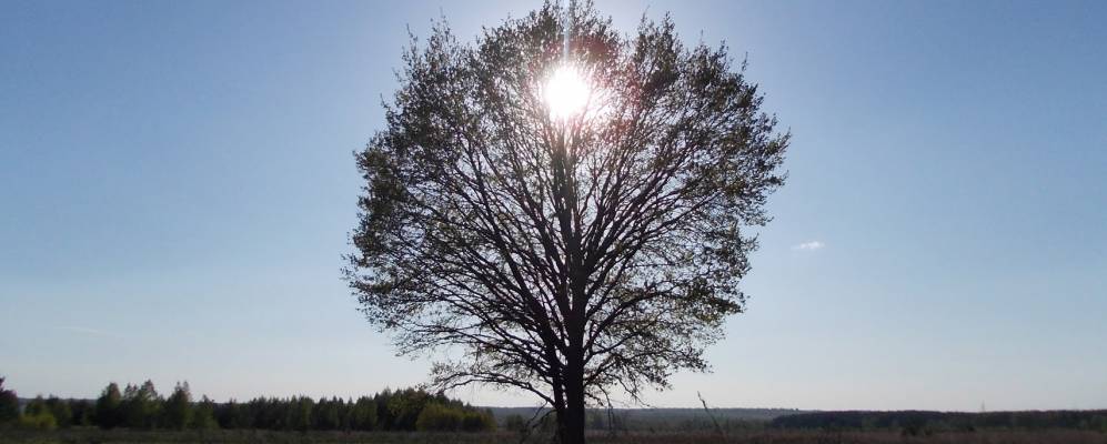 
            Фотография Марфино