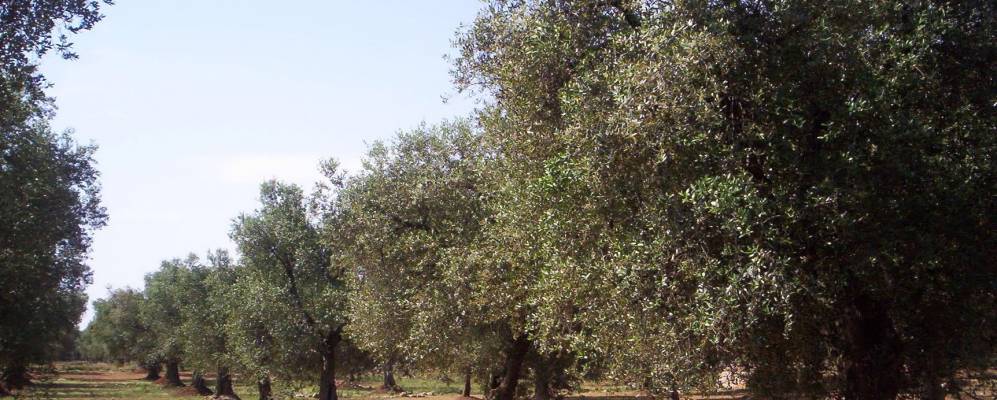 
            Фотография Баньоло-дель-Саленто