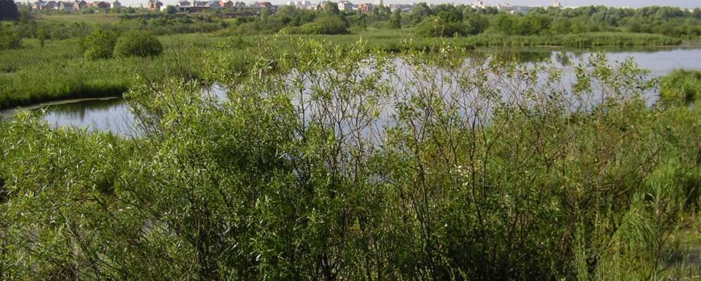 
            Фотография Боровецкого