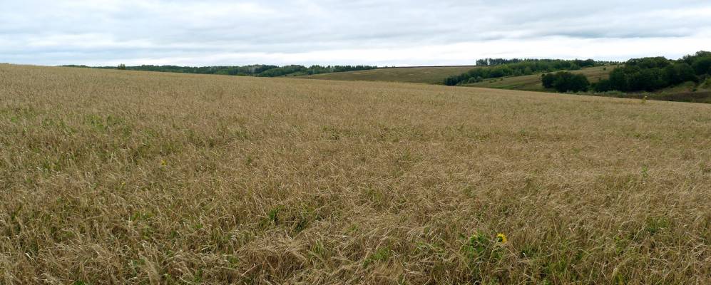 
            Фотография Никольского