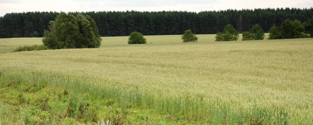 
            Фотография Круглого