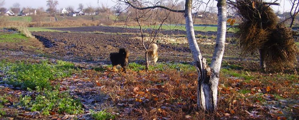 
            Фотография Пологи