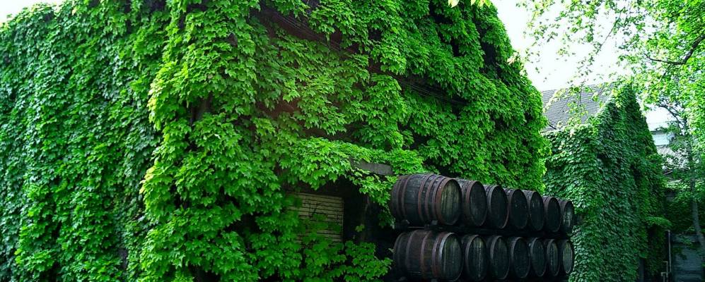 
            Фотография Миёты