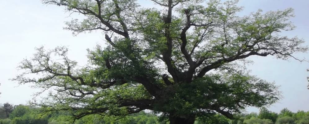 
            Фотография Менеспле