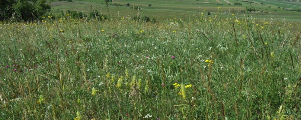 
            Фотография Йойса 