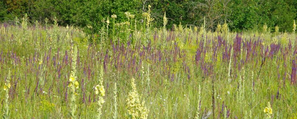 
            Фотография Подпешинского