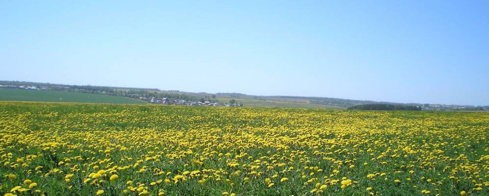 Фотография Пикшика