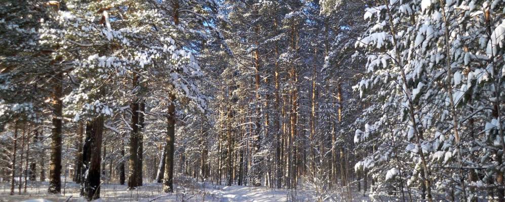 
            Фотография Бархатихи