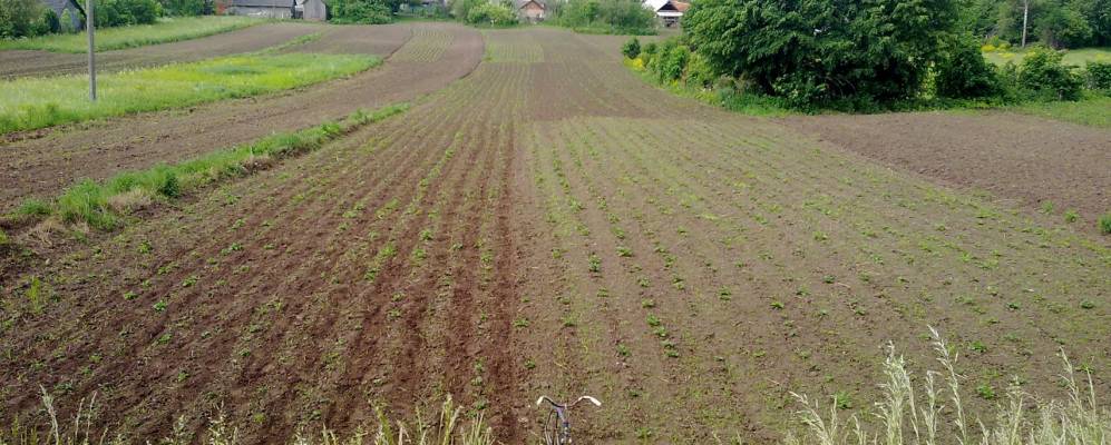 
            Фотография Саранчуки