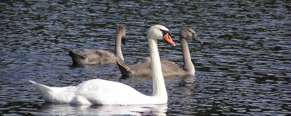 
            Фотография Лужков