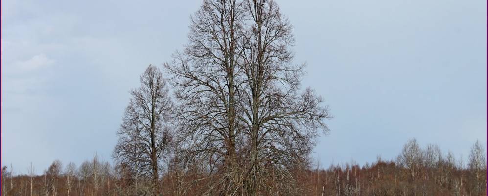 
            Фотография деревни Тупицы