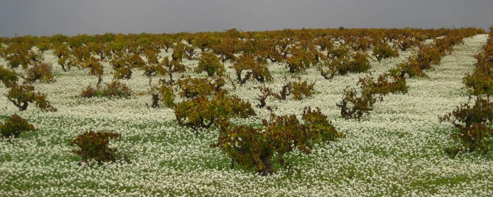 
            Фотография Солана де лос Барроса