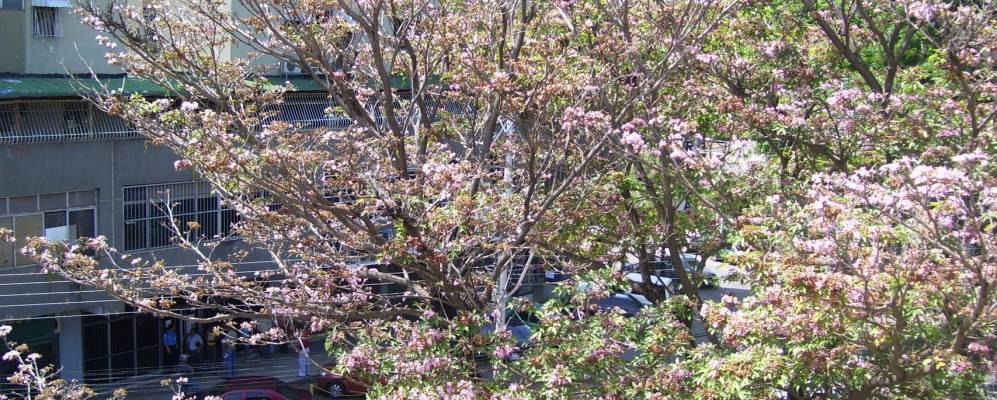 
            Фотография Чаральяве