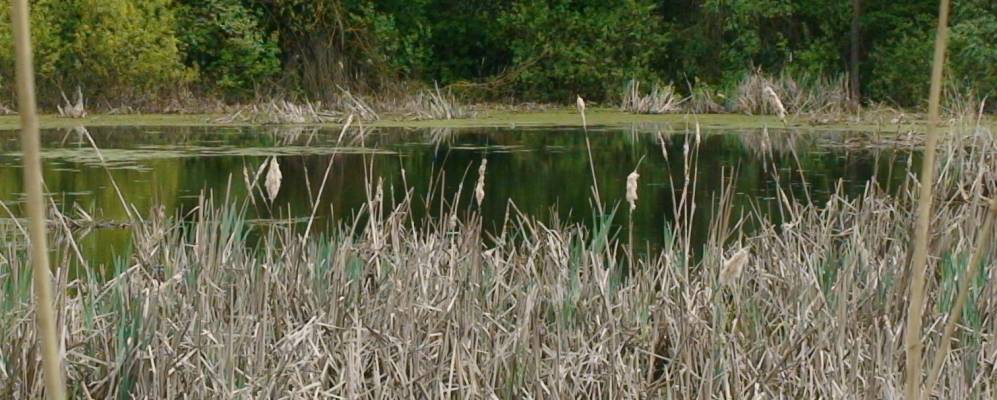 
            Фотография Остаповки