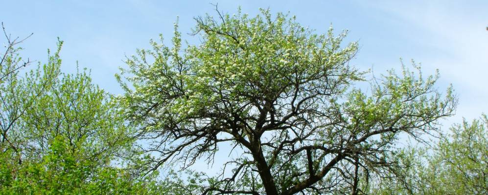 
            Фотография Саварки