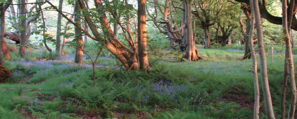 
            Фотография Портпатрика