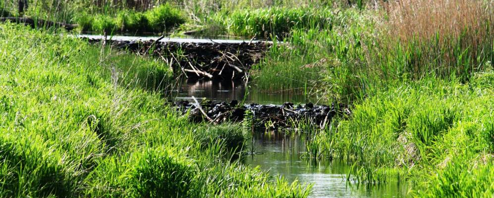 Фотография деревни Лесные