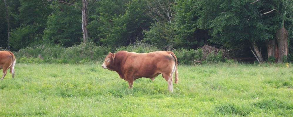 
            Фотография Шанте