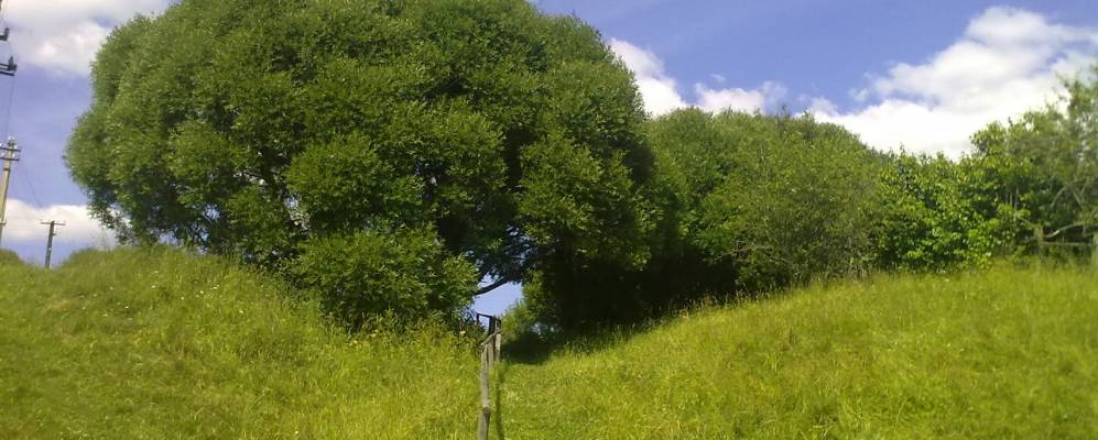 
            Фотография Коржавы Дерняковской