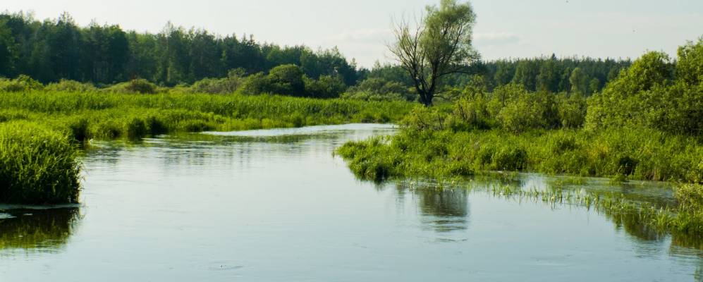 
            Фотография Беливо