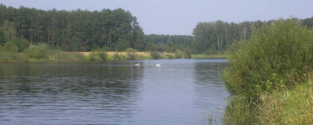 Фотография Старой Алешни
